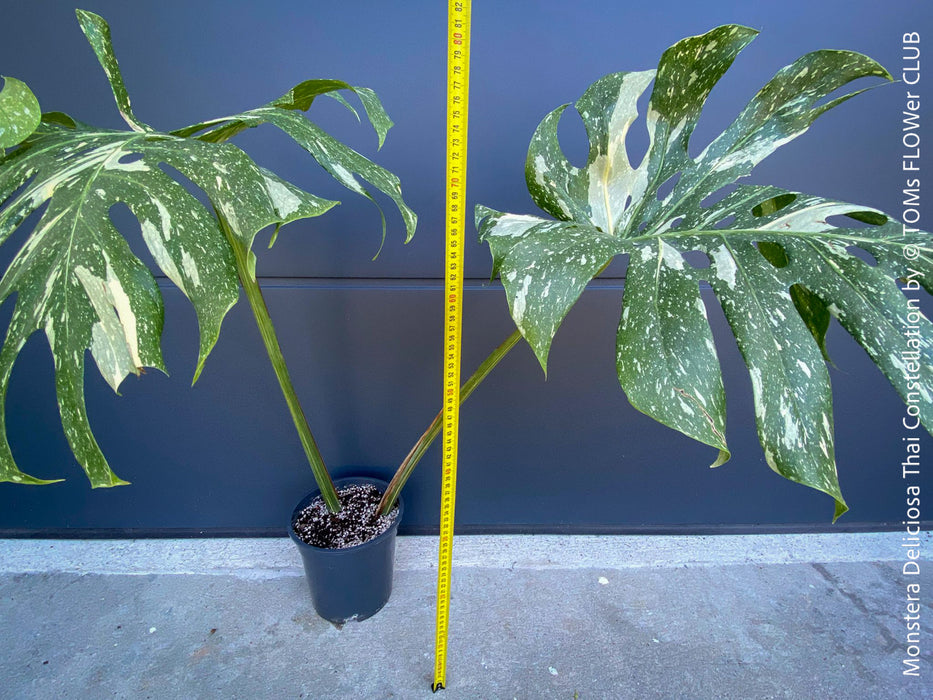 Monstera Deliciosa Thai Constellation, organically grown tropical plants for sale at TOMs FLOWer CLUB.