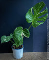 Monstera Deliciosa Thai Constellation, organically grown tropical plants for sale at TOMs FLOWer CLUB.