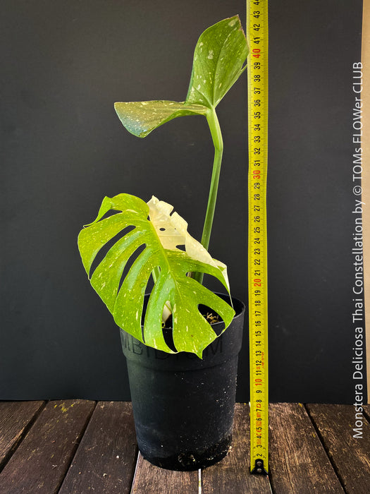 Monstera Deliciosa Thai Constellation, organically grown tropical plants for sale at TOMs FLOWer CLUB.