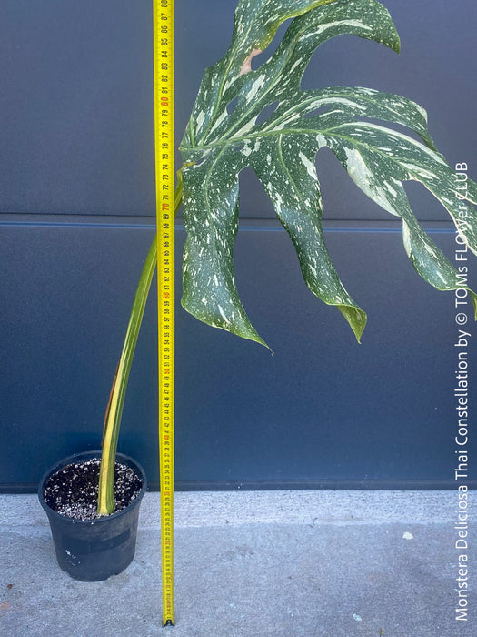 Monstera Deliciosa Thai Constellation, organically grown tropical plants for sale at TOMs FLOWer CLUB.