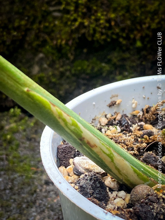 Monstera Deliciosa Thai Constellation, organically grown tropical plants for sale at TOMs FLOWer CLUB.