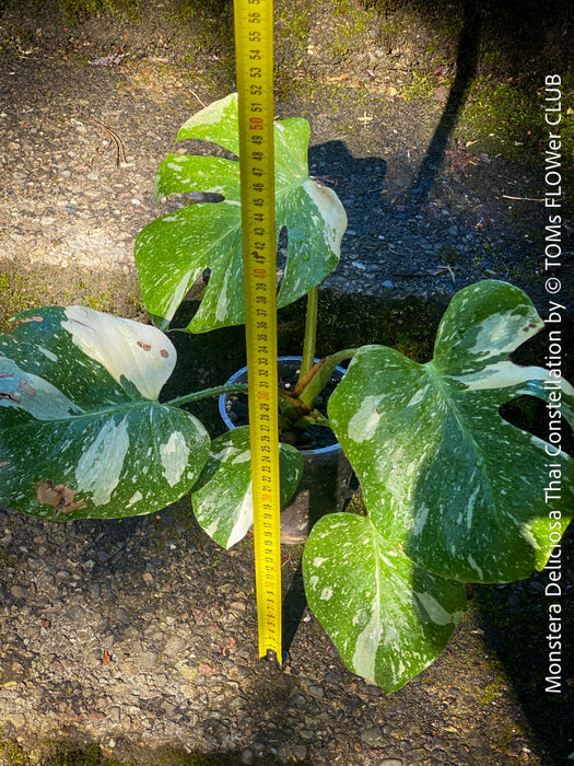 Monstera Deliciosa Thai Constellation, organically grown tropical plants for sale at TOMs FLOWer CLUB.