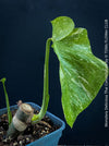 Monstera Deliciosa Thai Constellation, organically grown tropical plants for sale at TOMs FLOWer CLUB.