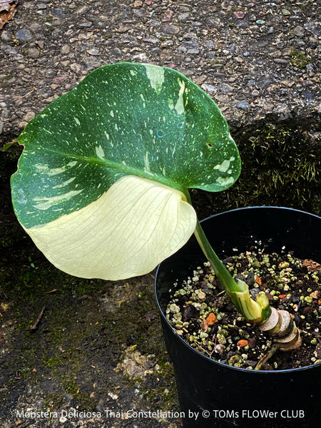 Monstera Deliciosa Thai Constellation, organically grown tropical plants for sale at TOMs FLOWer CLUB.
