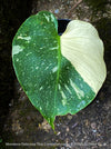 Monstera Deliciosa Thai Constellation, organically grown tropical plants for sale at TOMs FLOWer CLUB.
