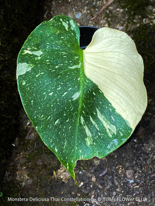 Monstera Deliciosa Thai Constellation, organically grown tropical plants for sale at TOMs FLOWer CLUB.