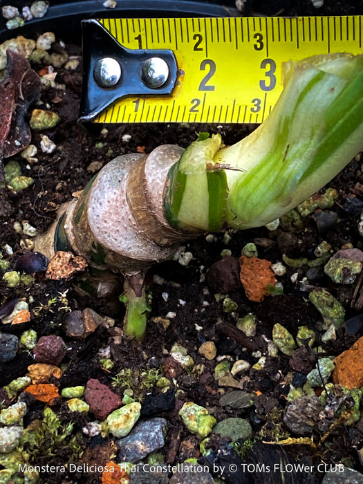 Monstera Deliciosa Thai Constellation, organically grown tropical plants for sale at TOMs FLOWer CLUB.