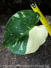 Monstera Deliciosa Thai Constellation, organically grown tropical plants for sale at TOMs FLOWer CLUB.