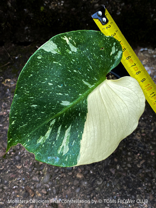 Monstera Deliciosa Thai Constellation, organically grown tropical plants for sale at TOMs FLOWer CLUB.