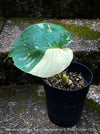 Monstera Deliciosa Thai Constellation, organically grown tropical plants for sale at TOMs FLOWer CLUB.