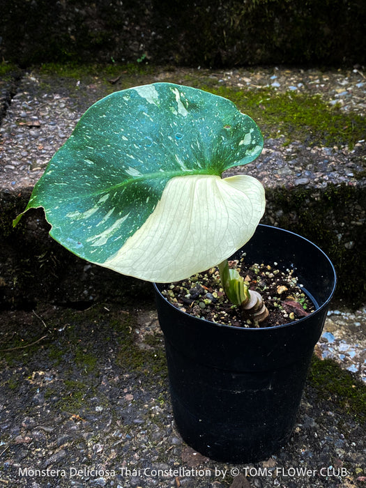 Monstera Deliciosa Thai Constellation, organically grown tropical plants for sale at TOMs FLOWer CLUB.