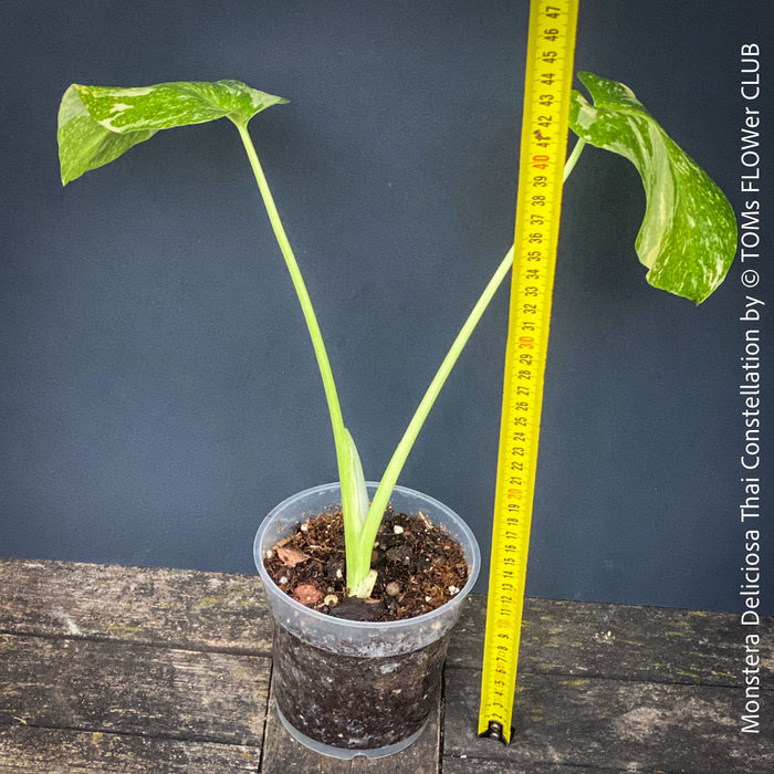 Monstera Deliciosa Thai Constellation, organically grown tropical plants for sale at TOMs FLOWer CLUB.