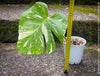 Monstera Deliciosa Thai Constellation, organically grown tropical plants for sale at TOMs FLOWer CLUB.