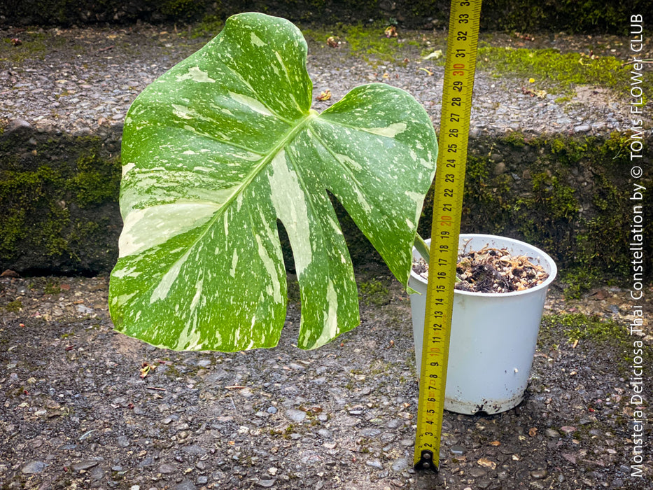 Monstera Deliciosa Thai Constellation, organically grown tropical plants for sale at TOMs FLOWer CLUB.