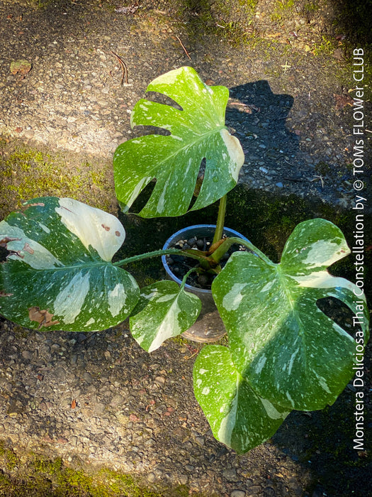 Monstera Deliciosa Thai Constellation, organically grown tropical plants for sale at TOMs FLOWer CLUB.
