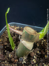 Monstera Deliciosa Thai Constellation, organically grown tropical plants for sale at TOMs FLOWer CLUB.