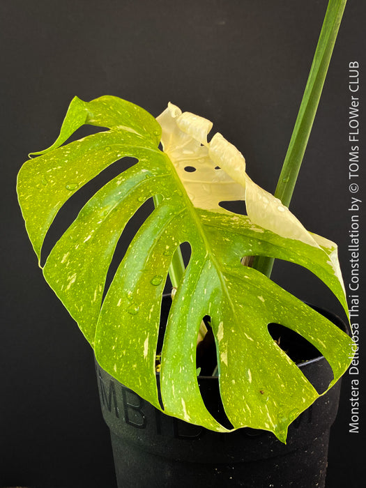 Monstera Deliciosa Thai Constellation, organically grown tropical plants for sale at TOMs FLOWer CLUB.