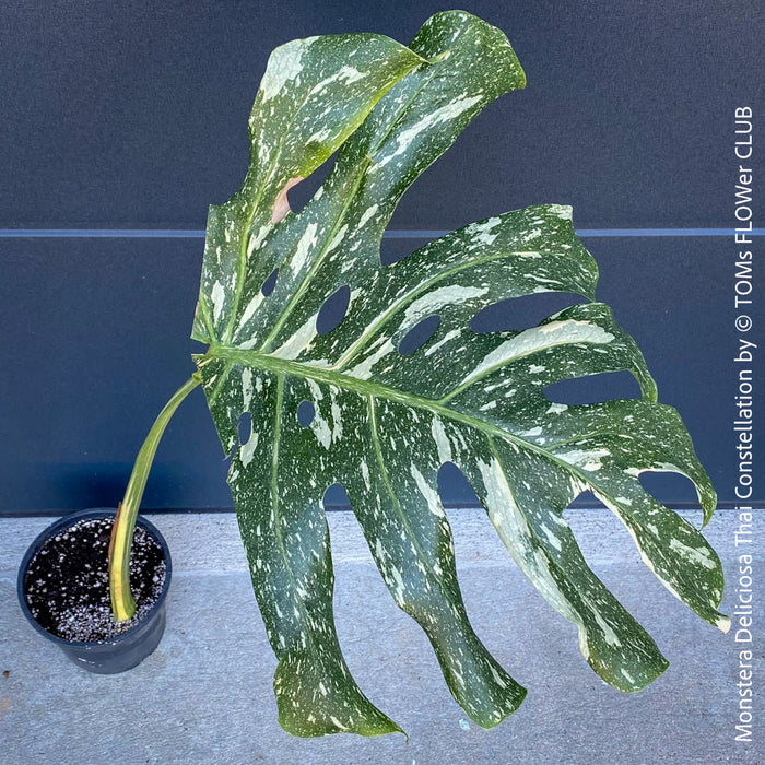 Monstera Deliciosa Thai Constellation, organically grown tropical plants for sale at TOMs FLOWer CLUB.