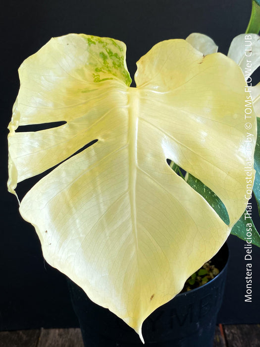 Monstera Deliciosa Thai Constellation, full moon, organically grown tropical plants for sale at TOMs FLOWer CLUB.