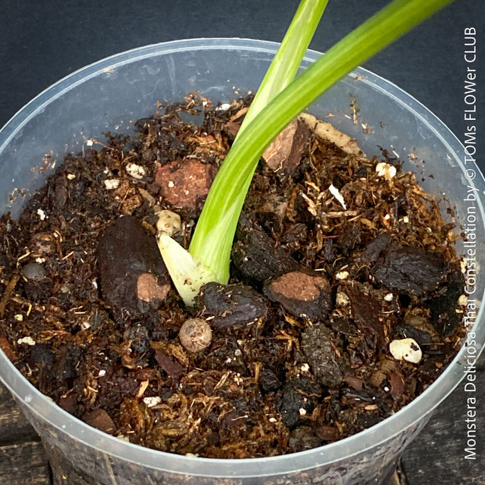 Monstera Deliciosa Thai Constellation, organically grown tropical plants for sale at TOMs FLOWer CLUB.
