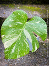 Monstera Deliciosa Thai Constellation, organically grown tropical plants for sale at TOMs FLOWer CLUB.