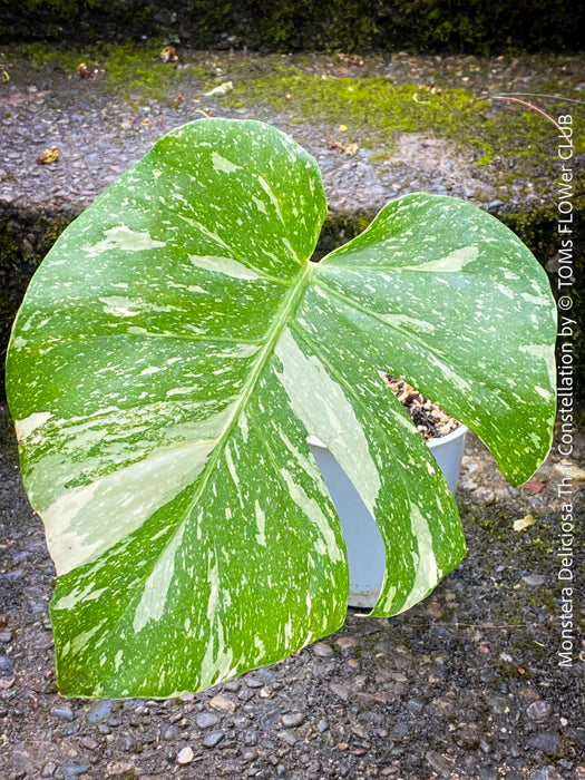 Monstera Deliciosa Thai Constellation, organically grown tropical plants for sale at TOMs FLOWer CLUB.