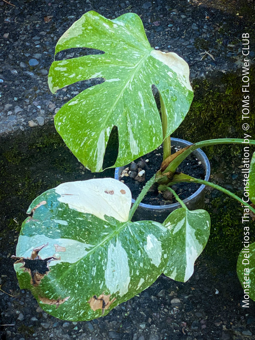 Monstera Deliciosa Thai Constellation, organically grown tropical plants for sale at TOMs FLOWer CLUB.