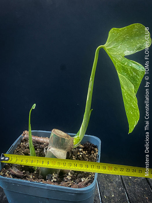Monstera Deliciosa Thai Constellation | organically grown tropical plants