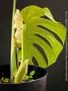 Monstera Deliciosa Thai Constellation, organically grown tropical plants for sale at TOMs FLOWer CLUB.