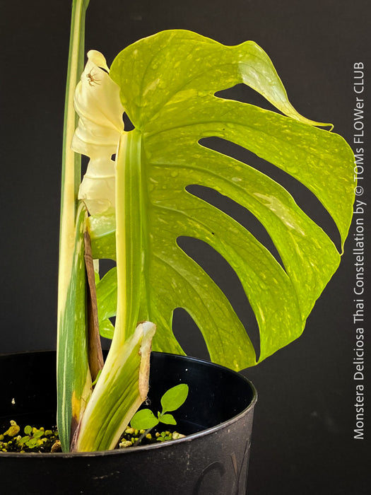 Monstera Deliciosa Thai Constellation, organically grown tropical plants for sale at TOMs FLOWer CLUB.