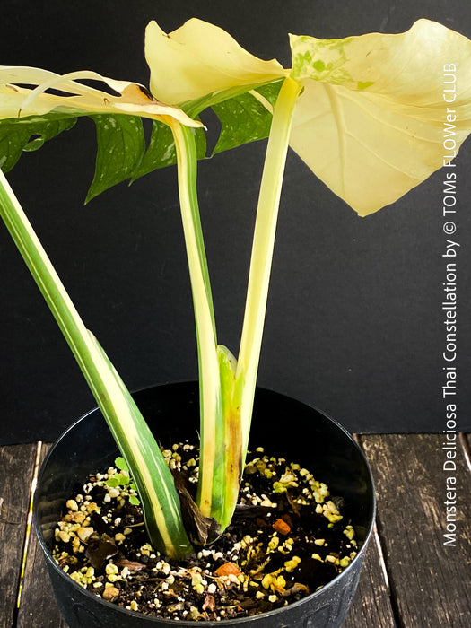 Monstera Deliciosa Thai Constellation, full moon, organically grown tropical plants for sale at TOMs FLOWer CLUB.