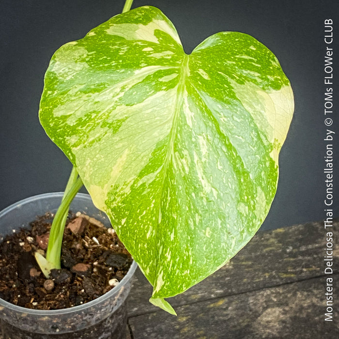 Monstera Deliciosa Thai Constellation, organically grown tropical plants for sale at TOMs FLOWer CLUB.