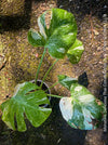 Monstera Deliciosa Thai Constellation, organically grown tropical plants for sale at TOMs FLOWer CLUB.