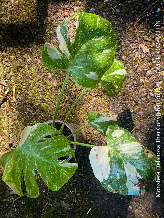 Monstera Deliciosa Thai Constellation, organically grown tropical plants for sale at TOMs FLOWer CLUB.