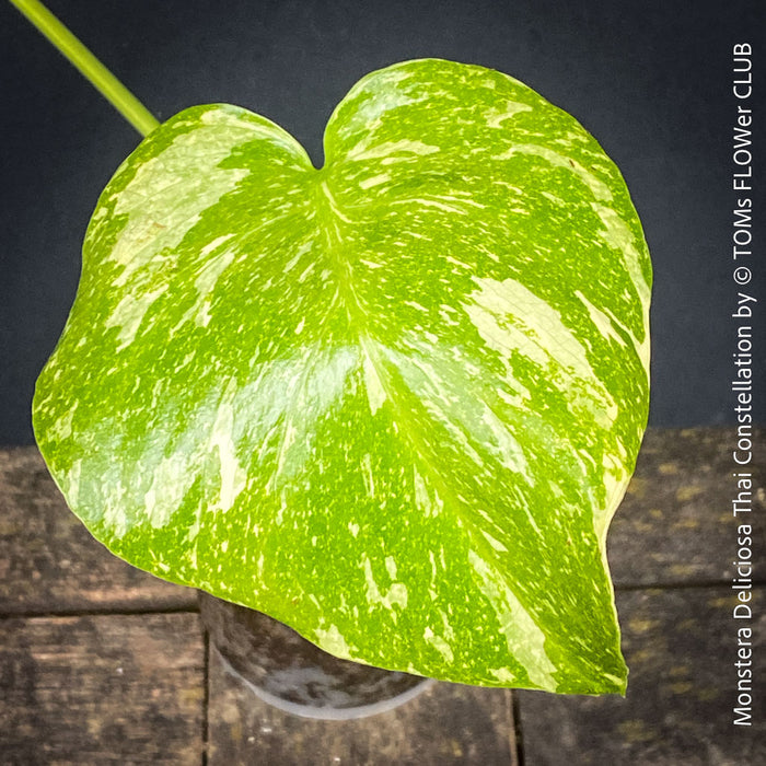 Monstera Deliciosa Thai Constellation, organically grown tropical plants for sale at TOMs FLOWer CLUB.