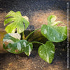 Monstera Deliciosa Thai Constellation, organically grown tropical plants for sale at TOMs FLOWer CLUB.