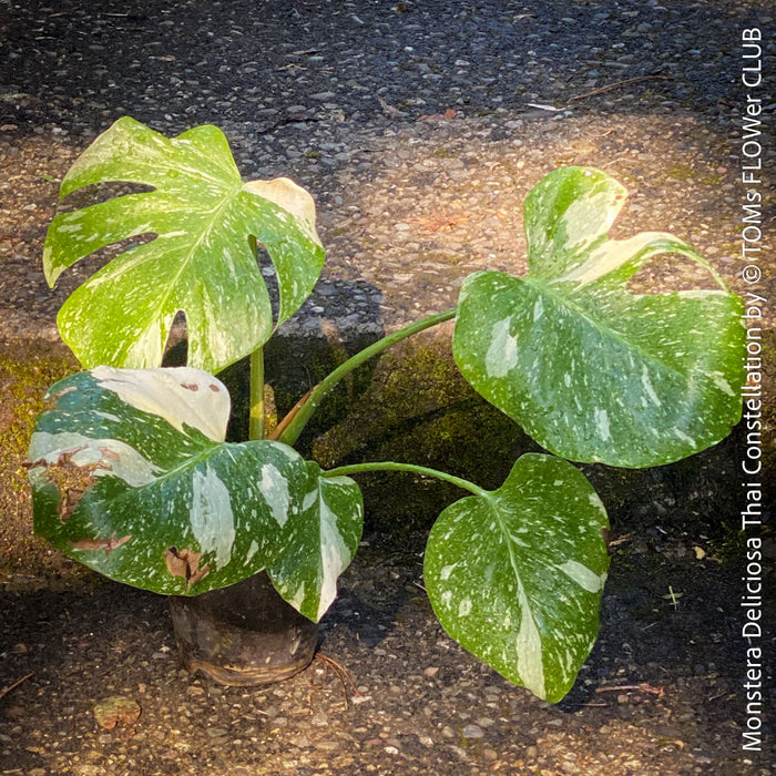 Monstera Deliciosa Thai Constellation, organically grown tropical plants for sale at TOMs FLOWer CLUB.
