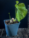 Monstera Deliciosa Thai Constellation, organically grown tropical plants for sale at TOMs FLOWer CLUB.