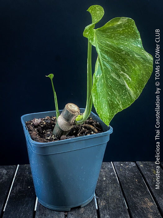 Monstera Deliciosa Thai Constellation | organically grown tropical plants