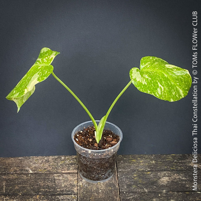 Monstera Deliciosa Thai Constellation, organically grown tropical plants for sale at TOMs FLOWer CLUB.