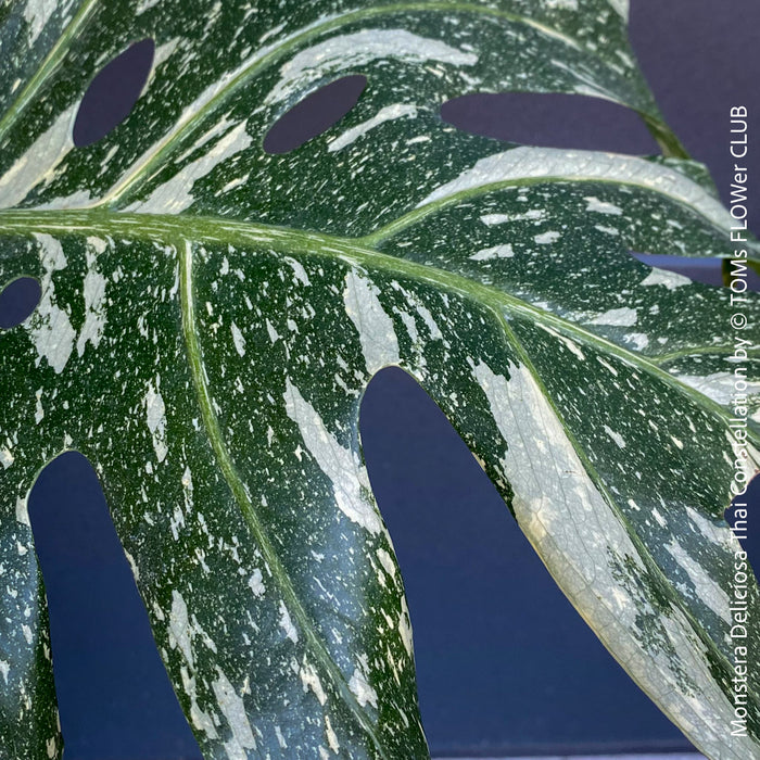 Monstera Deliciosa Thai Constellation, organically grown tropical plants for sale at TOMs FLOWer CLUB.