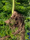 Monstera Deliciosa Thai Constellation, organically grown tropical plants for sale at TOMs FLOWer CLUB.