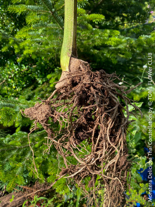 Monstera Deliciosa Thai Constellation, organically grown tropical plants for sale at TOMs FLOWer CLUB.