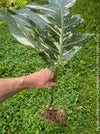 Monstera Deliciosa Thai Constellation, organically grown tropical plants for sale at TOMs FLOWer CLUB.