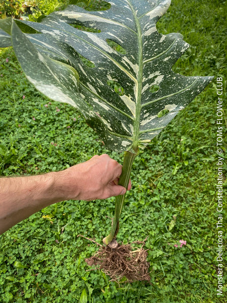 Monstera Deliciosa Thai Constellation, organically grown tropical plants for sale at TOMs FLOWer CLUB.