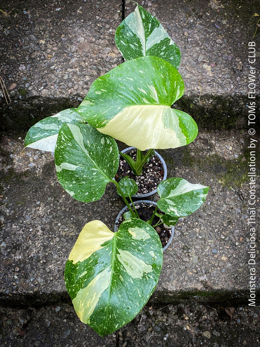 Monstera Deliciosa Thai Constellation, organically grown tropical plants for sale at TOMs FLOWer CLUB.