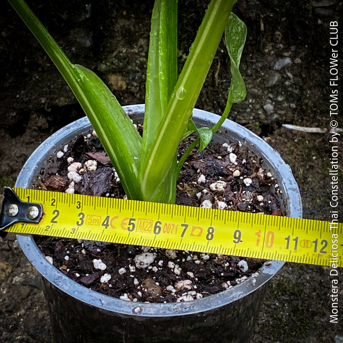 Monstera Deliciosa Thai Constellation, organically grown tropical plants for sale at TOMs FLOWer CLUB.