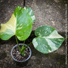 Monstera Deliciosa Thai Constellation, organically grown tropical plants for sale at TOMs FLOWer CLUB.