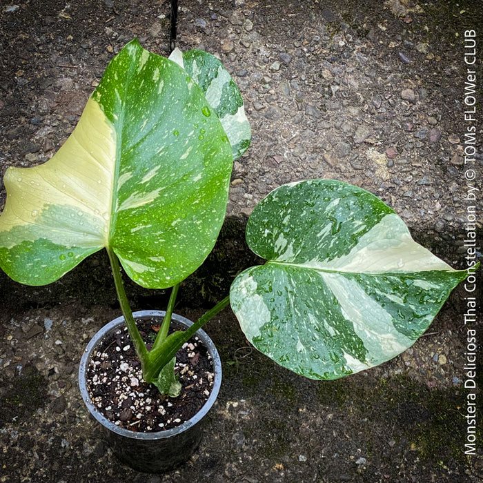 Monstera Deliciosa Thai Constellation, organically grown tropical plants for sale at TOMs FLOWer CLUB.