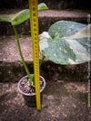 Monstera Deliciosa Thai Constellation, organically grown tropical plants for sale at TOMs FLOWer CLUB.